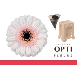 Germini Kokomo Water