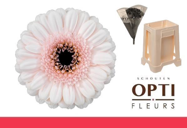 <h4>Germini Kokomo Water</h4>