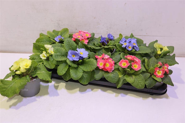 <h4>Prim Ac Candy Gem</h4>