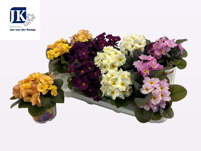 <h4>PRIM AC OBSID GEM</h4>