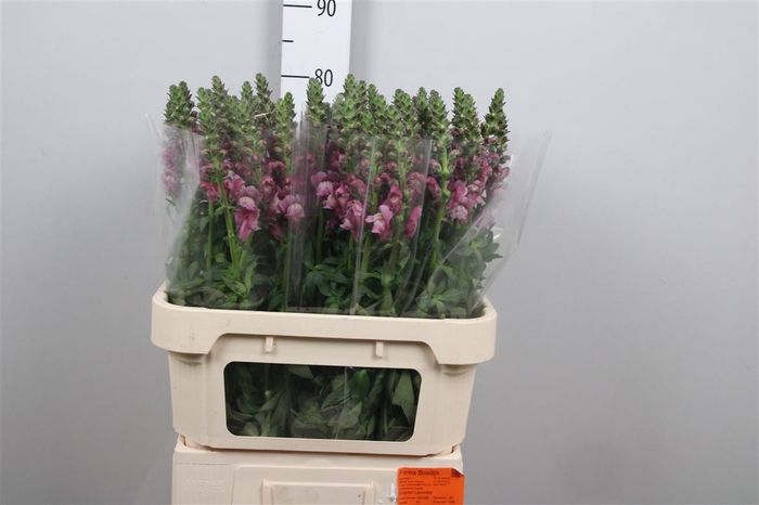 <h4>Antir Mary Lavender</h4>