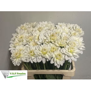 DAHL WHITE ONESTA