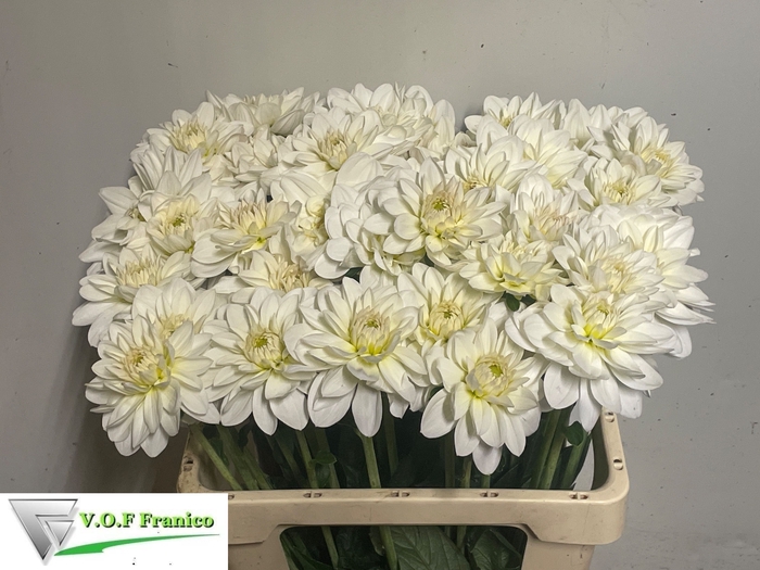 <h4>DAHL WHITE ONESTA</h4>