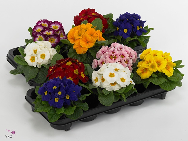 PRIM AC PARADISO GEM