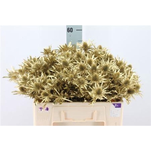Eryngium Klb Gold X40