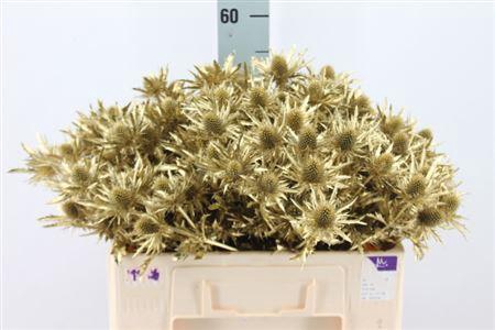 <h4>Eryngium Klb Gold X40</h4>