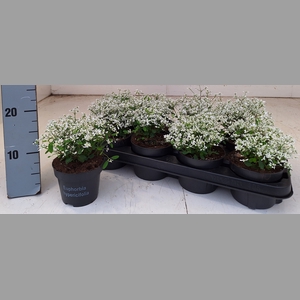 EUPH EUPHORIA WHITE