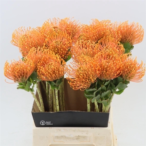 Leucospermum Peter Cone | Leafless