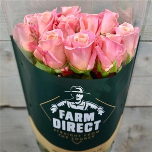 R Gr Miss Piggy
