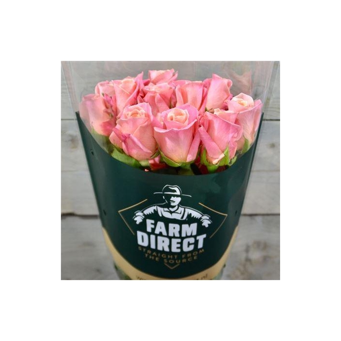 <h4>R Gr Miss Piggy</h4>