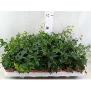 Hedera helix 'Shamrock'