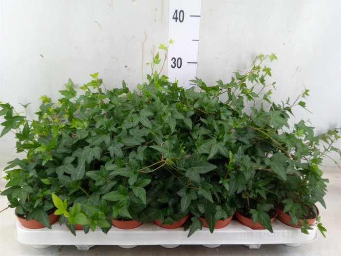 <h4>Hedera helix 'Shamrock'</h4>