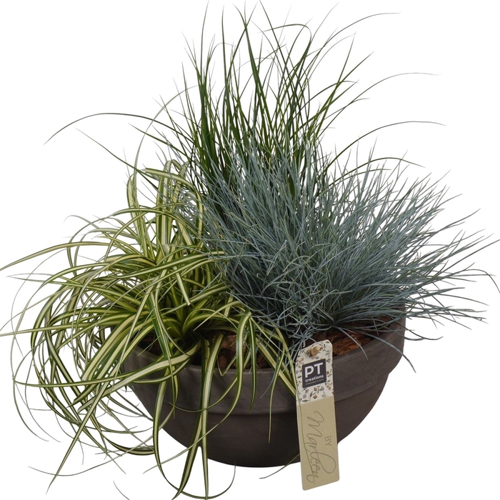 <h4>Arr.   Tuinplanten L%</h4>