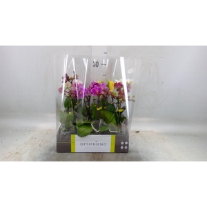 Phalaenopsis multi.   ...mix  5