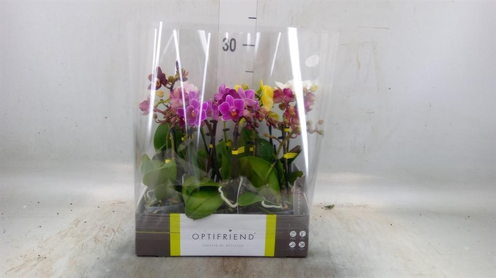 <h4>Phalaenopsis multi.   ...mix  5</h4>