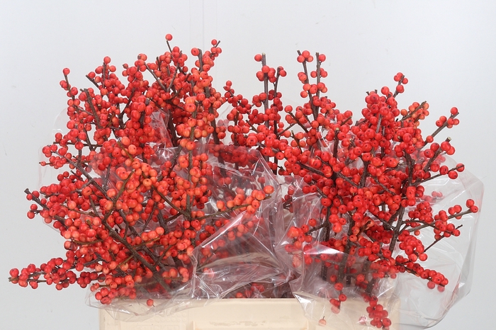 <h4>Ilex Vert Oudijks Oranje</h4>