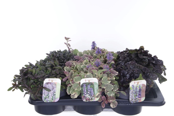 <h4>Ajuga reptans mix tray</h4>