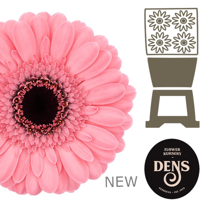 <h4>Germini Happiness Diamond</h4>