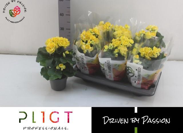 <h4>BEG HL NADINE</h4>