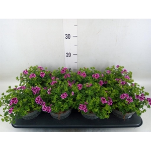 Pelargonium gran.   ..