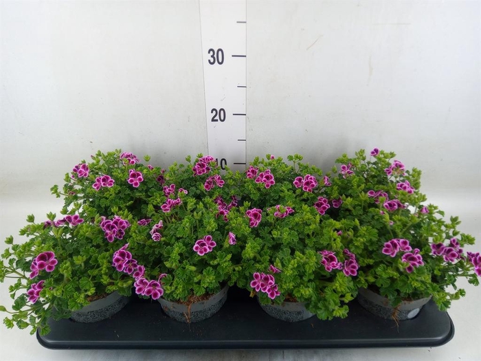 <h4>Pelargonium gran. ..</h4>