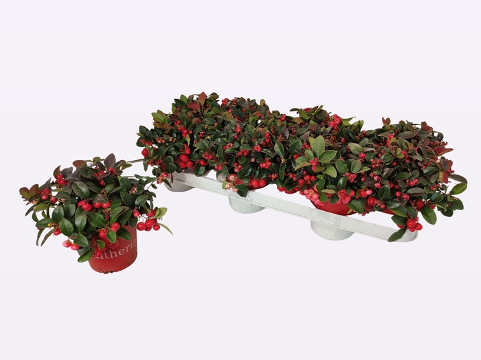 <h4>Gaultheria pro. Big Berry</h4>