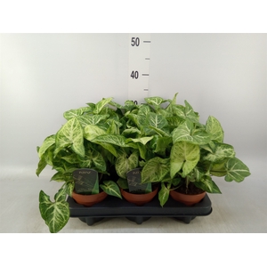 Syngonium  'Arrow'