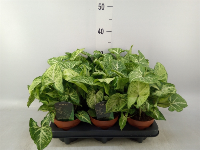 <h4>Syngonium  'Arrow'</h4>