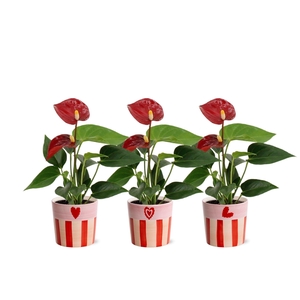 Anthurium 6 cm Micra in Romee ceramics