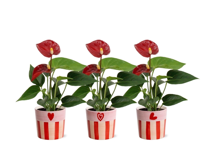 <h4>Anthurium 6 cm Micra in Romee ceramics</h4>