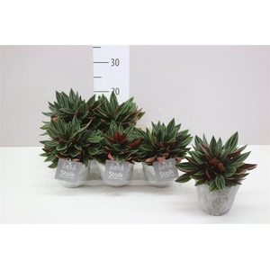 Peperomia Rosso Stone Keramiek