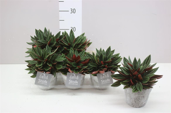 <h4>Peperomia Rosso Stone Keramiek</h4>