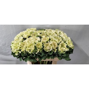 Brass Crane Ru White