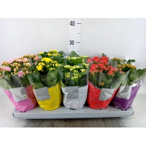 Kalanchoe blos. 'Perfecta'  ..mix 5