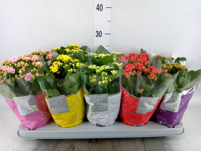 <h4>Kalanchoe blos. 'Perfecta'  ..mix 5</h4>