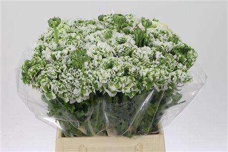 <h4>Ran Pon-pon Igloo</h4>