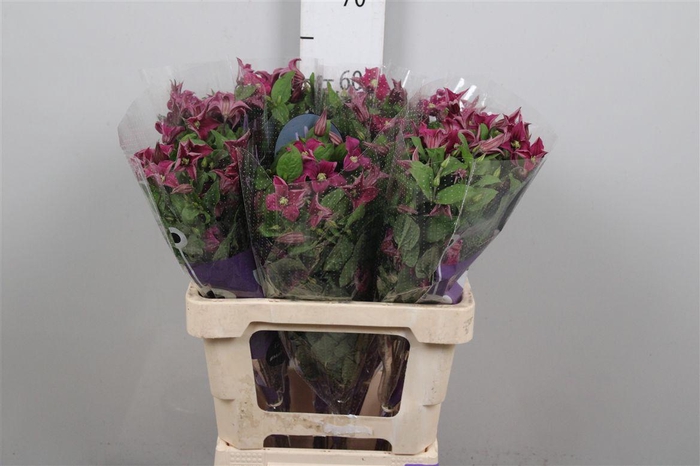 <h4>Clem Amazing Kyiv</h4>