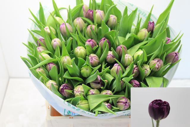 <h4>TU DU PYTHON</h4>