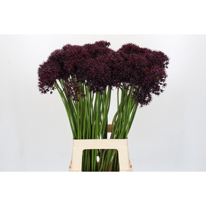 Allium Atropurpureum