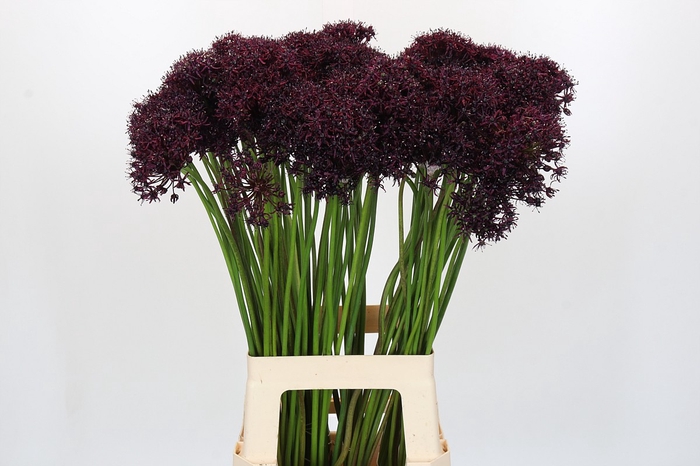 <h4>Allium Atropurpureum</h4>