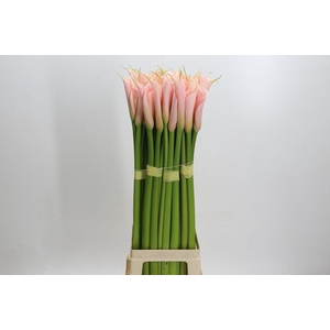 Zantedeschia Eydolls Salmon