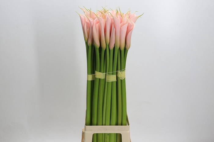 <h4>Zantedeschia Eydolls Salmon</h4>