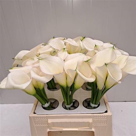 <h4>Zant Ivory Art</h4>