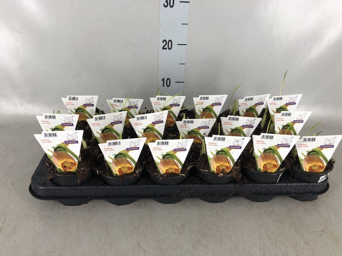 <h4>Fritillaria   ...</h4>