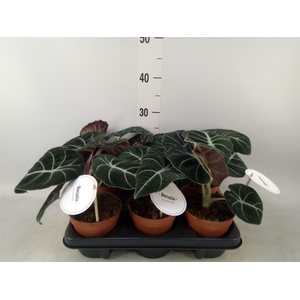 Alocasia  'Black Velvet'