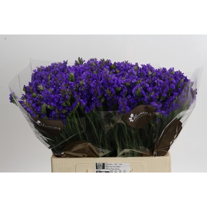 Limonium Yellow wings