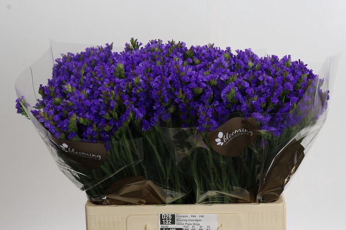 <h4>Limonium Yellow wings</h4>
