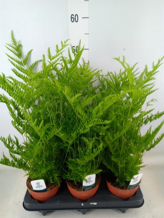 <h4>Pteris straminea</h4>