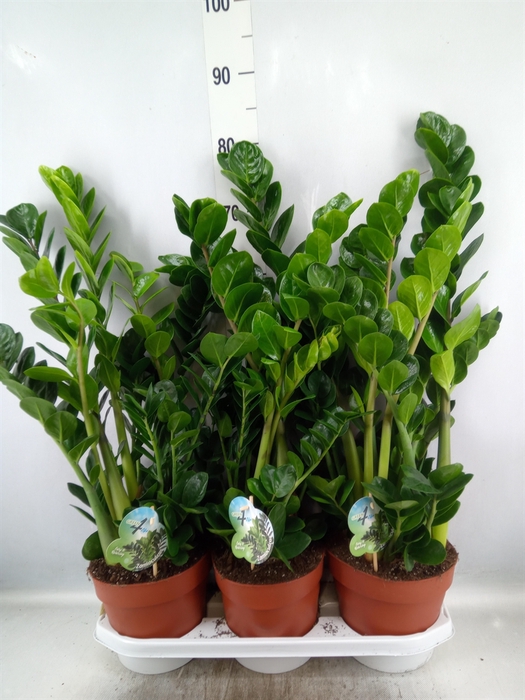 <h4>Zamioculcas zamiifolia 'Midori'</h4>