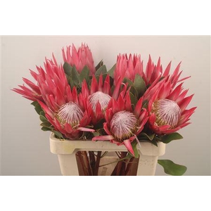 Protea Cy Madiba